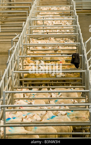 Vendita di molla Cheviot Agnelli a Dingwall Mart, Scozia Foto Stock