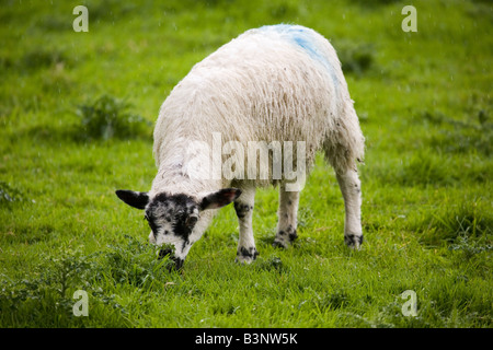 Una pecora si trova in un campo nella Contea di Durham, Inghilterra. Il paesaggio delle valli è ideale per il pascolo delle pecore. Foto Stock