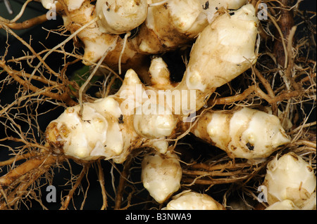 Il topinambur Helianthus tuberosus appena sollevato root con giovani tuberi bianco Foto Stock
