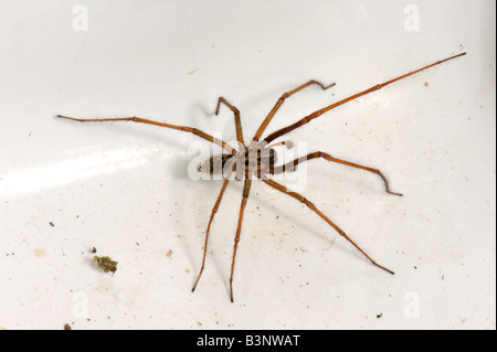 Casa maschio spider Tegenaria domestica intrappolato in un lavello da cucina in autunno Foto Stock