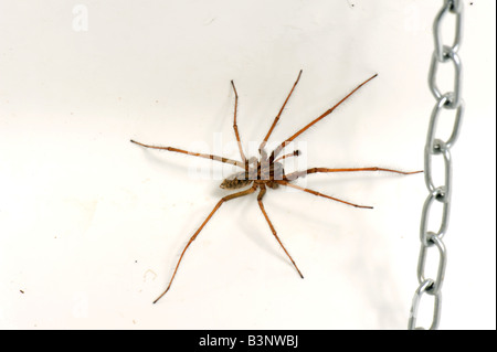 Casa maschio spider Tegenaria domestica intrappolato in un lavello da cucina in autunno Foto Stock