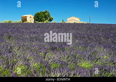 Antica fattoria di edifici al confine di un campo di lavanda, Plateau de Valensole, Provenza, Francia Foto Stock