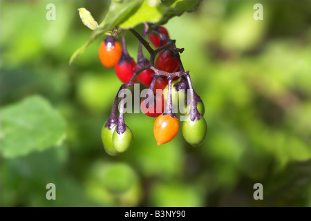 La maturazione dei frutti di bosco o agrodolce Woody Nightshade Solanum dulcamara Foto Stock