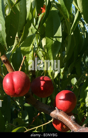 Le nettarine Orchard Western Michigan STATI UNITI Foto Stock