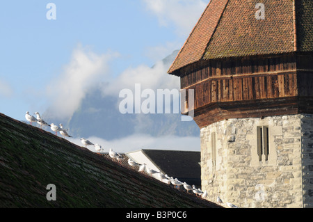 Vista del Water Tower e gabbiani, una grande attrazione turistica della città di Lucerna, nella Svizzera centrale. Foto Stock
