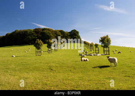 Pecore in un campo vicino a Naseby, Northampton, Northamptonshire, England, Regno Unito Foto Stock