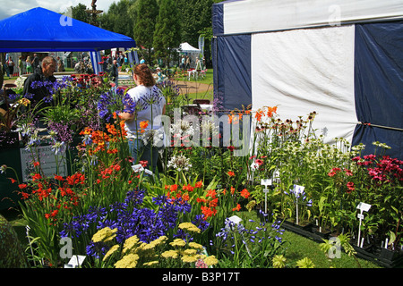 Pressione di stallo di piante a Taunton Flower Show, Somerset, Inghilterra, Regno Unito Foto Stock