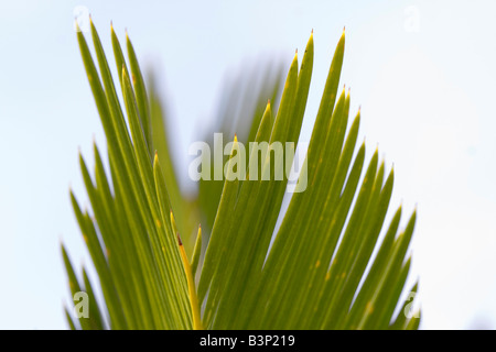 Di foglie di palma - estate sulla riviera francese Foto Stock