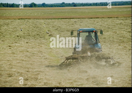 Rastrellando la paglia in una fattoria vicino a Panevezys con cicogne in attesa per la cattura di insetti in Lituania Foto Stock