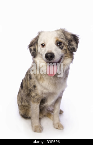 Blue Merle Australian Shepherd seduta isolato su sfondo bianco Foto Stock