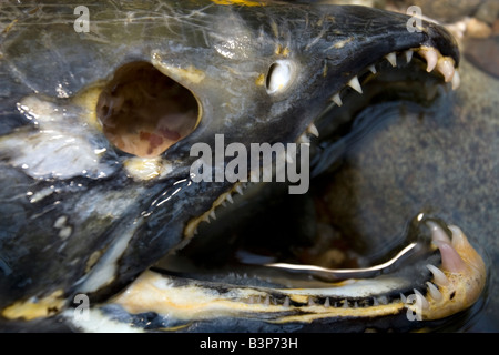 Una carcassa di un salmone Foto Stock