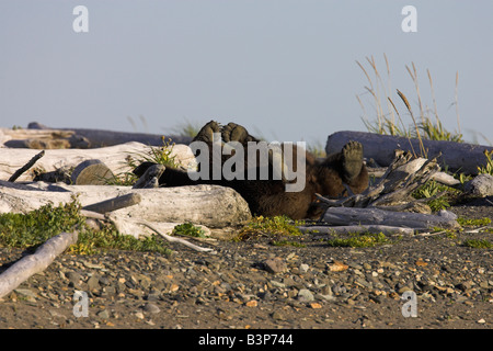 Orso grizzly Ursus arctos avente un grande back-zero tra driftwood in Hallo Bay, Alaska nel mese di settembre. Foto Stock