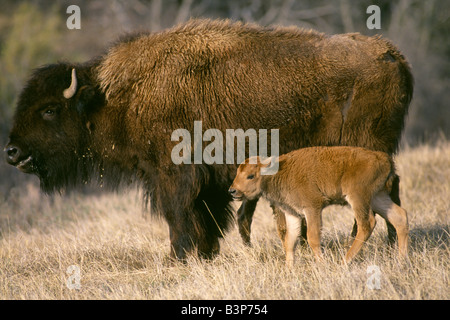 Bufalo americano o i bisonti americani (Bison bison) mucca con vitello neonato / Parco nazionale Theodore Roosevelt, NORTH DAKOTA Foto Stock