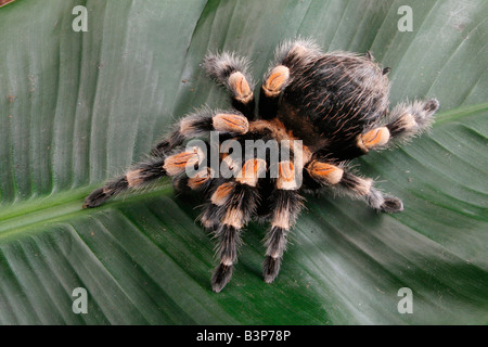 Redleg messicano, rosso-gambe tarantola. (Brachypelma emilia). Spider su una foglia Foto Stock