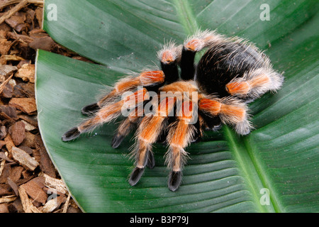 Redleg messicano, rosso-gambe tarantola. (Brachypelma emilia). Spider su una foglia Foto Stock