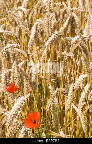 Papaveri rossi crescono spontaneamente in un campo di grano maturo in prossimità del gancio di Norton. Foto Stock