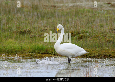Whooper Swan con cuscini - in piedi in acqua Foto Stock