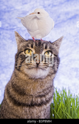 Cute cat nell'erba con la colomba bianca uccello seduto sulla sua testa blu sullo sfondo del cielo Foto Stock