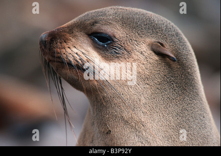 Brown pelliccia sigillo Arctocephalus pusillus adulto Cape Cross Namibia Africa Foto Stock