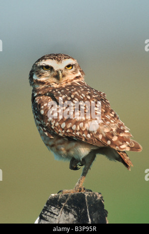 Scavando Owl Athene cunicularia adulto su post Pantanal Brasile America del Sud Foto Stock