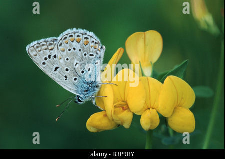 Blu comune Polyommatus icarus adulto appollaiato sul fiore svizzera Foto Stock