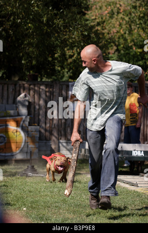 Pit Bull durante il peso tirando competizioni durante il Pit Bull mostrano in Zbroslawice, Polonia . Foto Stock