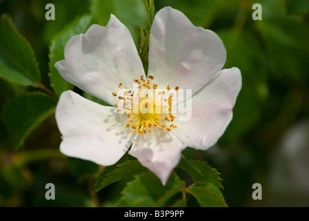 Rosa canina accesa Rosa canina Rosa canina Foto Stock