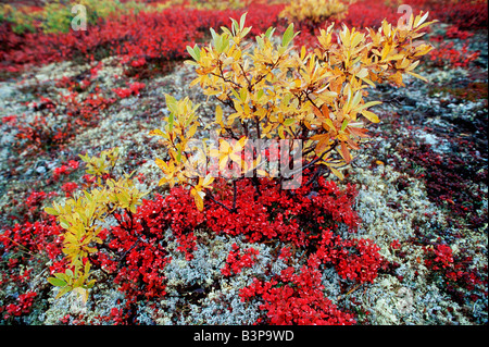 Uva ursina Arctostaphylos sp i colori dell'autunno Denali Autostrada Alaska USA Foto Stock