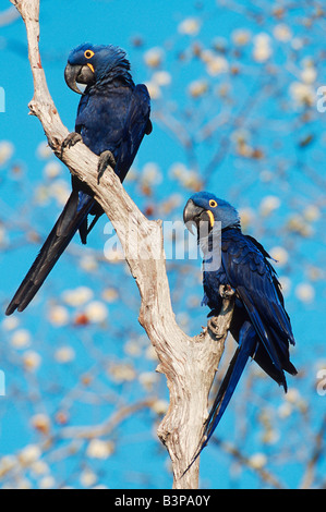 Macaws Giacinto Anodorhynchus hyacinthinus coppia Pantanal Brasile America del Sud Foto Stock