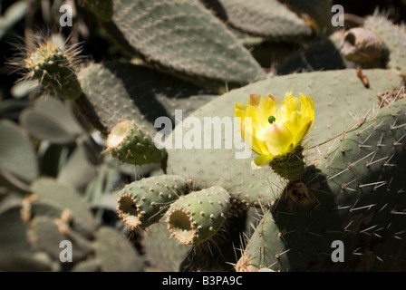 Fioritura di piante di cactus nel giardino botanico o Jardi Botanic in Valencia Spagna Foto Stock