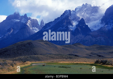 Il Cile, Patagonia, parco nazionale Torres del Paine. Guanaco alimentazione nella parte anteriore del massiccio del Paine (Wild South American camelid) Foto Stock