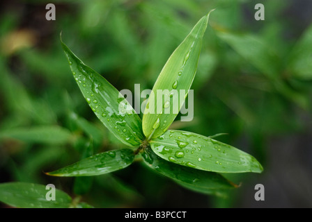 Primo piano di foglie di bambù -Phyllostachys aurea Foto Stock