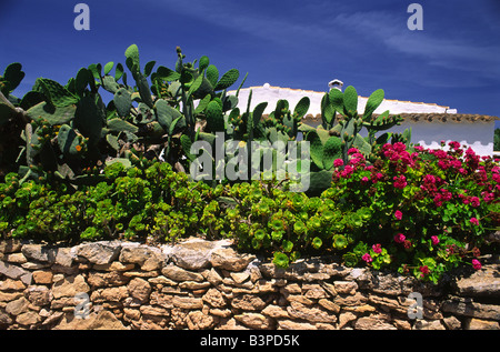 Un giardino tipico di Ibiza con diverse varietà di cactus e succulenti che vagliano una villa in pietra dipinta di bianco. Foto Stock