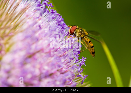 Hoverfly europea ( Helophilus Pendulus ) Foto Stock