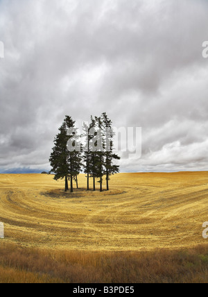 Un enorme campo e alcuni pini in Montana dopo un raccolto Foto Stock