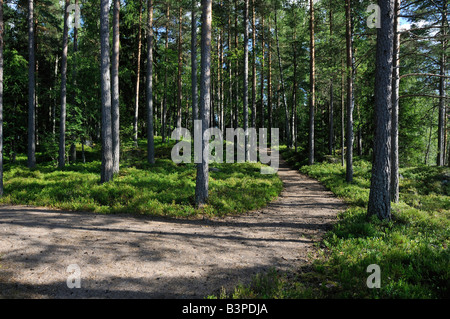 Percorso in una foresta svedese nel distretto di Vaermland (Värmland). Il suolo della foresta è coperto con mirtilli Foto Stock