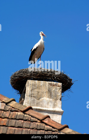 Nidificazione di cicogna nel villaggio di ruggine Neusiedlersee, Austria Foto Stock