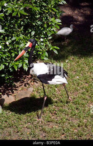 Captive sella bill stork Ephippiorhynchus senegalensis Foto Stock