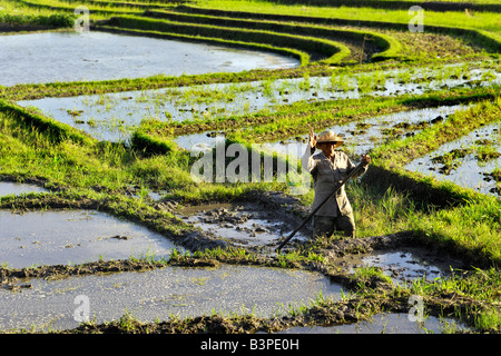 Risaie nei pressi di Ubud, Bali, Indonesia Foto Stock