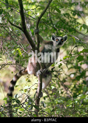 Madagascar, Ranohira, un anello-tailed lemur (Lemur catta) nel Canyon des Makis, Isalo National Park. Situato nel bestiame-possedere Bara paese del Sud del Madagascar, Isalo National Park è meritatamente famosa per i suoi canyon scolpiti, piscine naturali di roccia, rare piante endemiche e bellissimi lemuri.lemuri appartengono a un gruppo di primati chiamato prosimians, il significato di "prima di scimmie". In tutto il mondo ad eccezione del Madagascar, scimmie li hanno sostituiti 35 milioni di anni fa. Il Madagascar ha eccellente biodiversità; la maggior parte della sua flora e fauna uniche per l'isola e può essere trovato in nessun altro luogo. Foto Stock