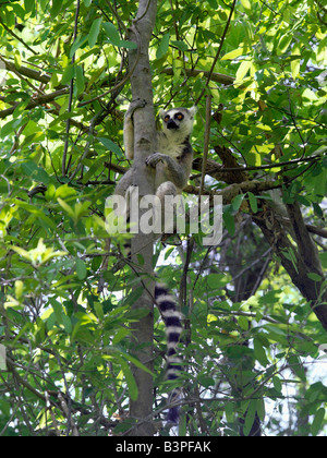 Madagascar, Ranohira, un anello-tailed lemur (Lemur catta) nel Canyon des Makis, Isalo National Park. Situato nel bestiame-possedere Bara paese del Sud del Madagascar, Isalo National Park è meritatamente famosa per i suoi canyon scolpiti, piscine naturali di roccia, rare piante endemiche e bellissimi lemuri.lemuri appartengono a un gruppo di primati chiamato prosimians, il significato di "prima di scimmie". In tutto il mondo ad eccezione del Madagascar, scimmie li hanno sostituiti 35 milioni di anni fa. Il Madagascar ha eccellente biodiversità; la maggior parte della sua flora e fauna uniche per l'isola e può essere trovato in nessun altro luogo. Foto Stock