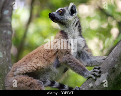 Madagascar, Ranohira, un anello-tailed lemur (Lemur catta) nel Canyon des Makis, Isalo National Park. Situato nel bestiame-possedere Bara paese del Sud del Madagascar, Isalo National Park è meritatamente famosa per i suoi canyon scolpiti, piscine naturali di roccia, rare piante endemiche e bellissimi lemuri.lemuri appartengono a un gruppo di primati chiamato prosimians, il significato di "prima di scimmie". In tutto il mondo ad eccezione del Madagascar, scimmie li hanno sostituiti 35 milioni di anni fa. Il Madagascar ha eccellente biodiversità; la maggior parte della sua flora e fauna uniche per l'isola e può essere trovato in nessun altro luogo. Foto Stock