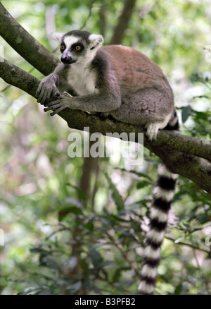 Madagascar, Ranohira, un anello-tailed lemur (Lemur catta) nel Canyon des Makis, Isalo National Park. Situato nel bestiame-possedere Bara paese del Sud del Madagascar, Isalo National Park è meritatamente famosa per i suoi canyon scolpiti, piscine naturali di roccia, rare piante endemiche e bellissimi lemuri.lemuri appartengono a un gruppo di primati chiamato prosimians, il significato di "prima di scimmie". In tutto il mondo ad eccezione del Madagascar, scimmie li hanno sostituiti 35 milioni di anni fa. Il Madagascar ha eccellente biodiversità; la maggior parte della sua flora e fauna uniche per l'isola e può essere trovato in nessun altro luogo. Foto Stock