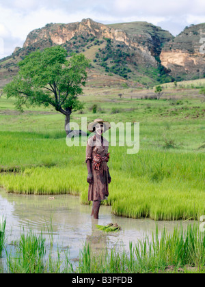 Madagascar meridionale, Ranohira. Una bara donna lavora nelle sue risaie vicino all'Isalo National Park. Il riso è il cibo di graffa del popolo malgascio. Ella ha messo sul suo viso una pasta costituita da polvere di semi e legno di un albero speciale per evitare scottature. Foto Stock