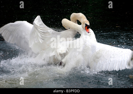 Due cigni combattimento (Cygnus olor), Altmuehl, Baviera, Germania, Europa Foto Stock