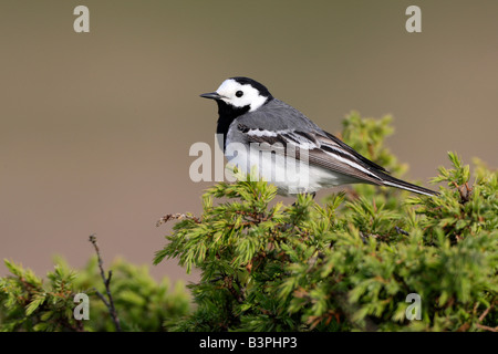 White Wagtail (Motacilla alba) Oeland, contea di Kalmar, in Svezia, in Scandinavia, Europa Foto Stock