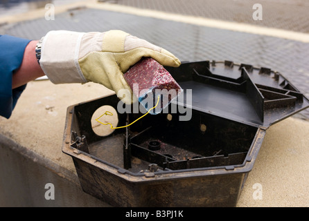 Un sterminatore equipaggia un rat trap con veleno di ratto, Germania, Europa Foto Stock