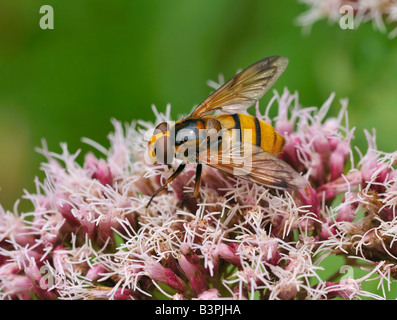 Grande giallo Hoverfly Volucella inanis Foto Stock