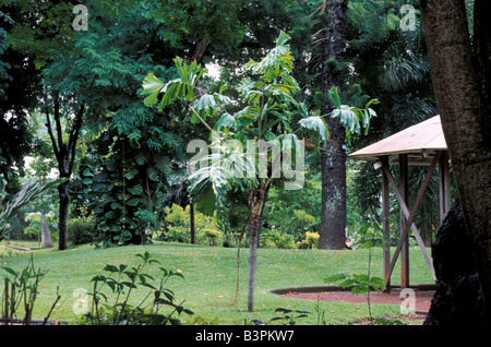 Jardin de l'Etat giardino botanico, Saint-Denis, isola di Reunion, Oceano indiano, Africa Foto Stock