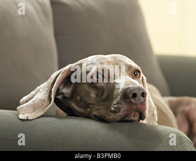 Weimaraner. Adulto sdraiato su un lettino. Germania Foto Stock